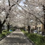 蕨南町桜並木遊歩道に行ってきました。